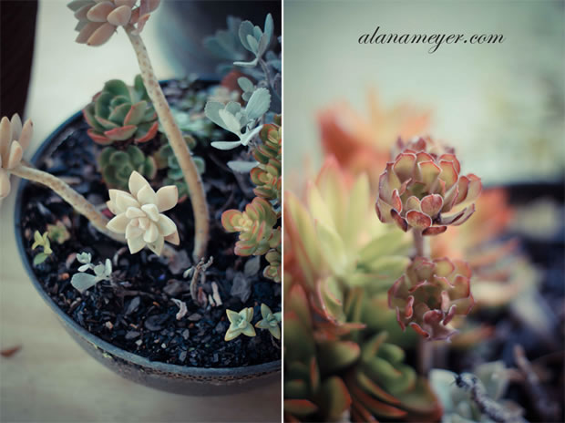 02 Alana Meyer Photography | Waterberg Wedding (2)
