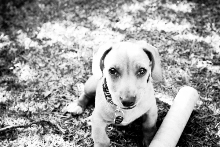Dog Portrait