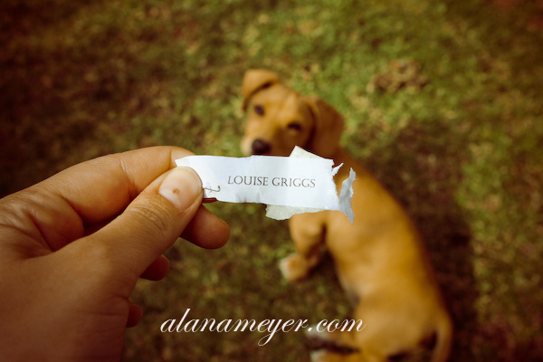 Puppy Dog Pet Photography-5