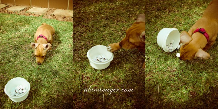Puppy Pet Photography