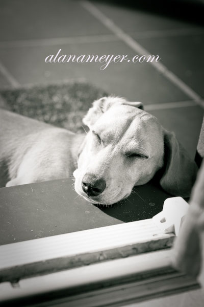 cassiedogblog-12