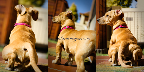 dog blog photography