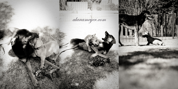 dog blog photography2