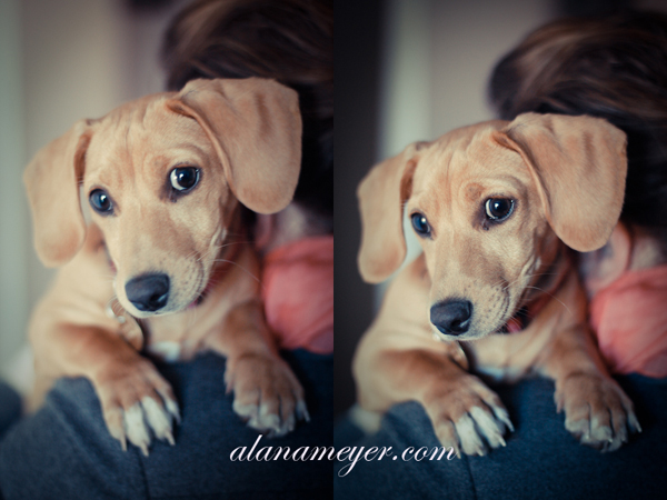 dog blog photography3