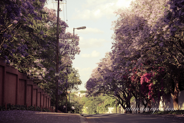 joburg-6