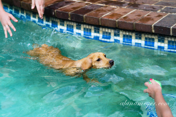 cassiedogblog-1