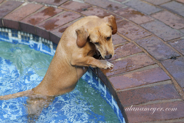 cassiedogblog-3