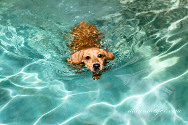 cassiedogblog-4