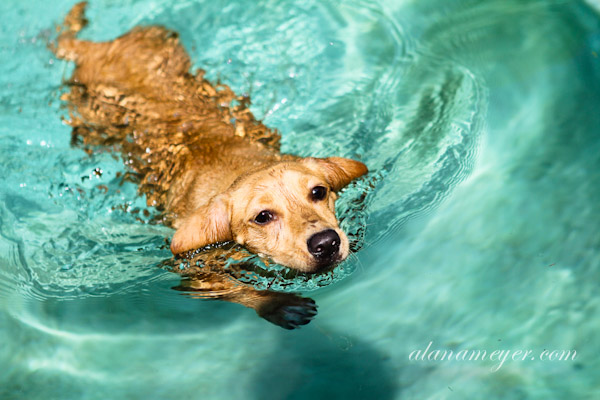 cassiedogblog-5