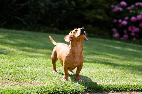 cassiedogblog-6