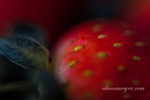 strawberry-1