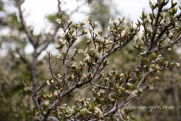 grandcanyon-14