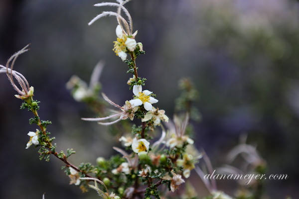 grandcanyon-20
