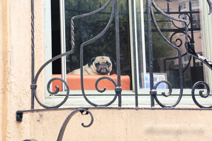 doggy-001 doggy-001